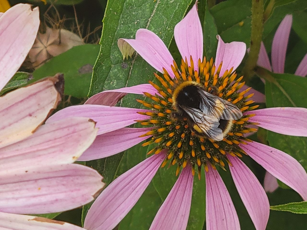 A bumblebee with a white tail feeding on the orange central cone of a pale pink echinacea flower, green leaves behind it