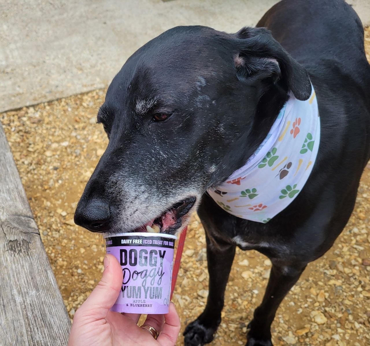 Milo, a black senior dog with a grey muzzle, wearing a white paw-print bandana and licking at a purple tub of Doggy Doggy Yum Yum dairy-free iced treat held out to him on a gravel path