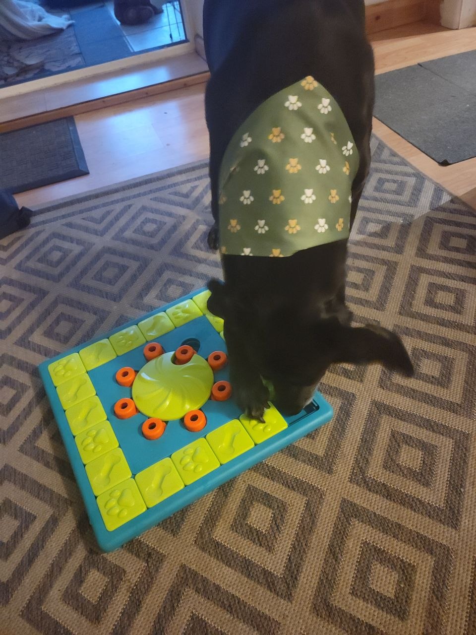 Milo the Labrador-Lurcher wearing a green paw-print bandana, working a blue puzzle board with sliders and a central spinner